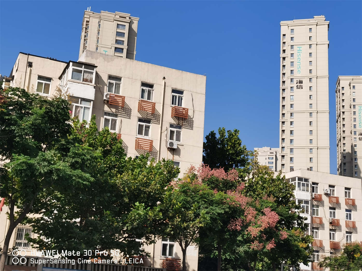 栾树 栾树