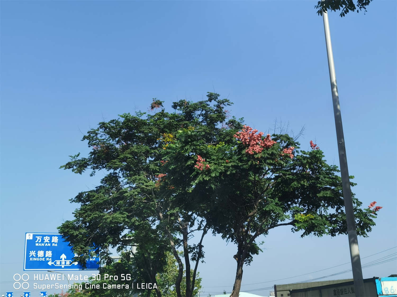 栾树 栾树