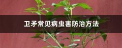 卫矛常见病虫害防治方法