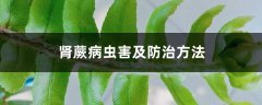 肾蕨病虫害及防治方法