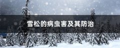 雪松的病虫害及其防治