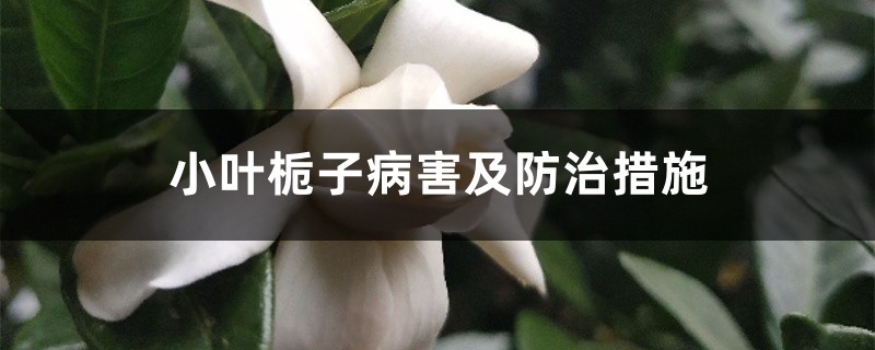 小叶栀子病害及防治措施