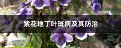 紫花地丁叶斑病及其防治