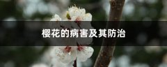 樱花的病害及其防治