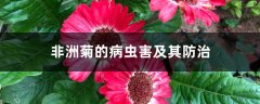 非洲菊的病虫害及其防治