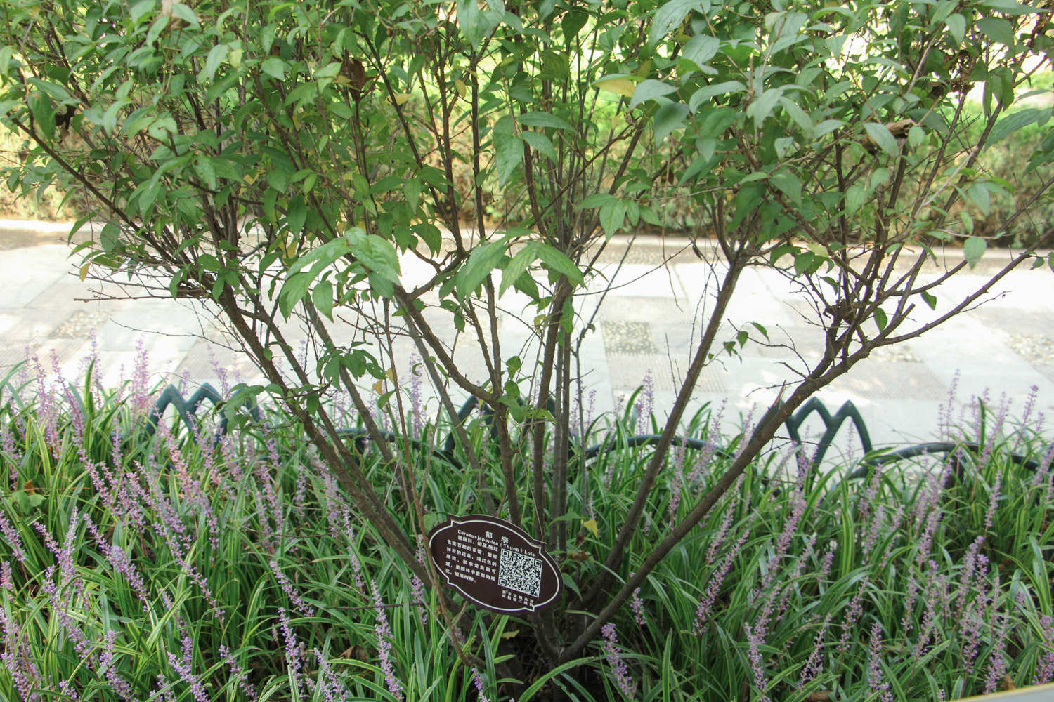 郁李 郁李