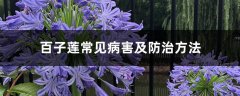 百子莲常见病害及防治方法