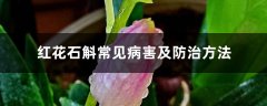 红花石斛常见病害及防治方法