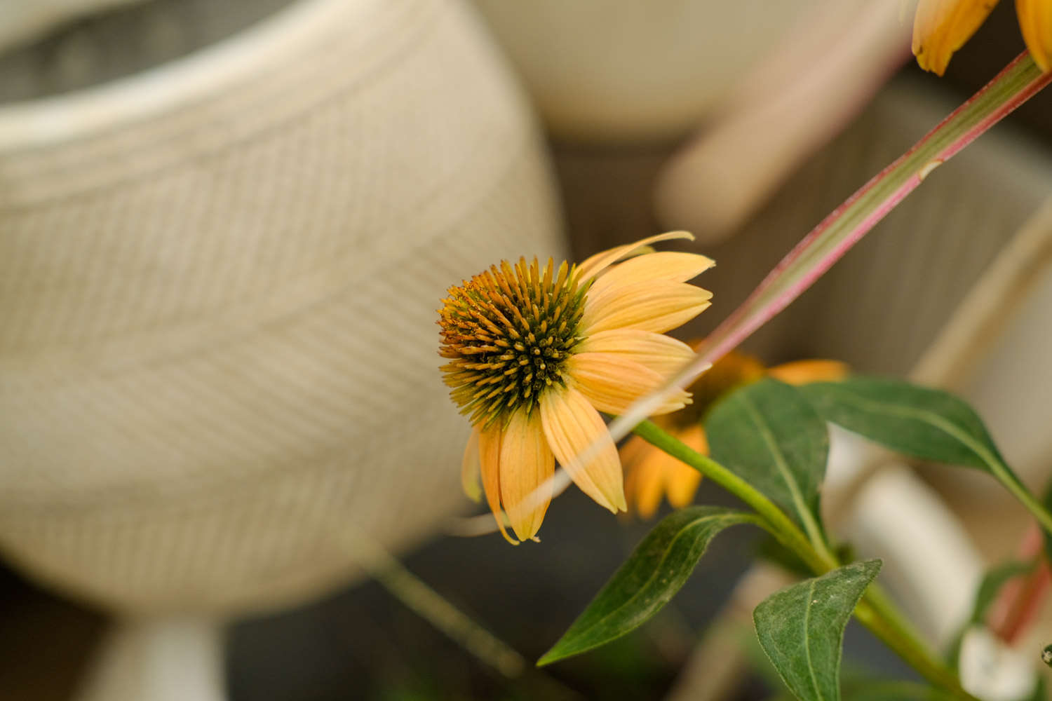 松果菊 松果菊
