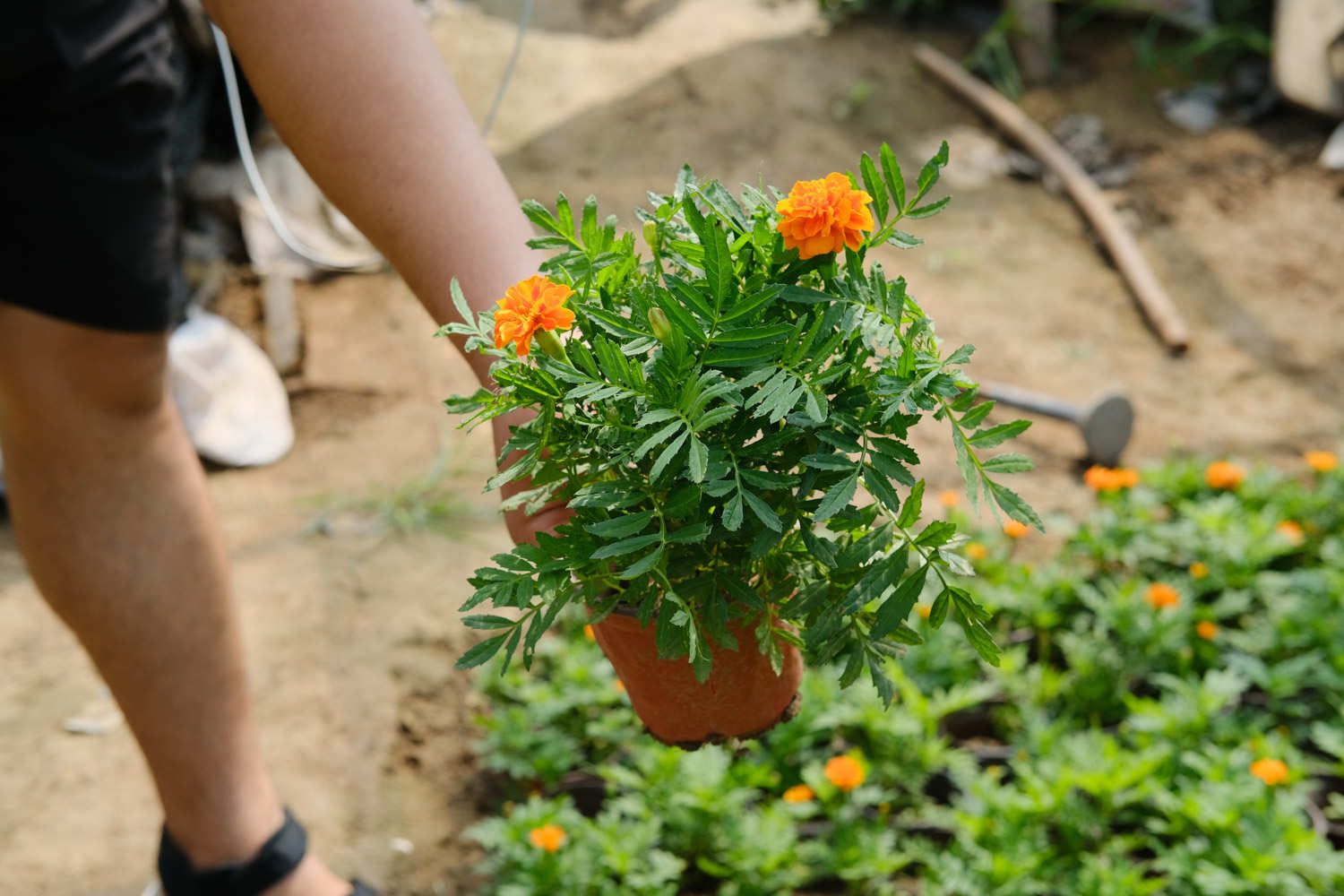 万寿菊 万寿菊