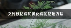 文竹枝枯病和黄化病的防治方法