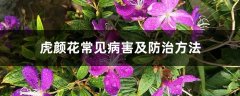 虎颜花常见病害及防治方法