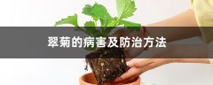 翠菊的病害及防治方法