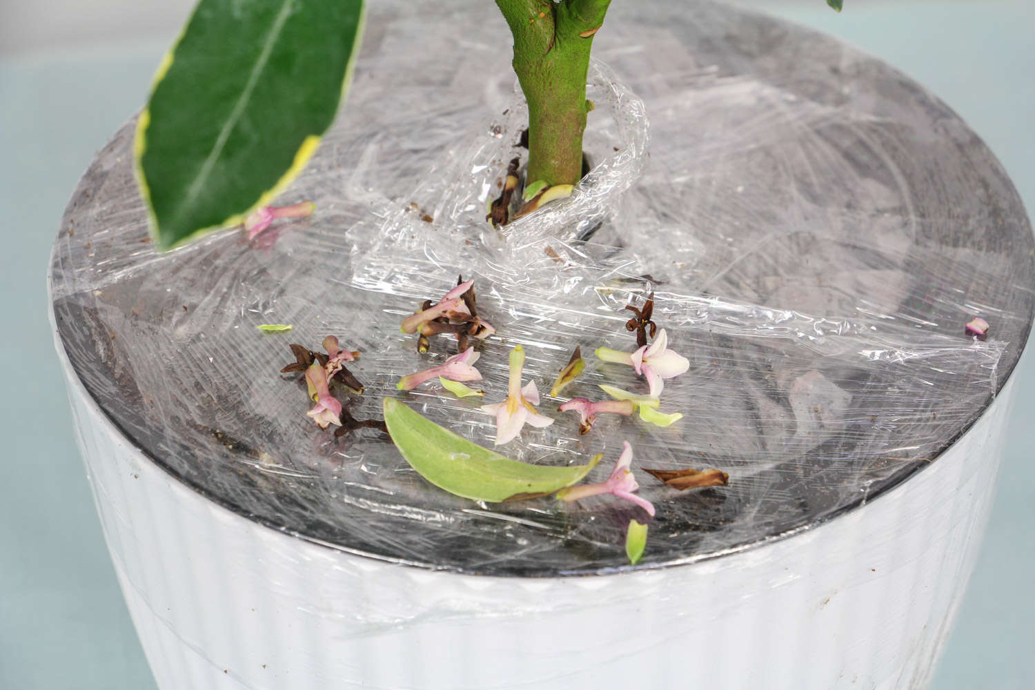 金边瑞香 金边瑞香