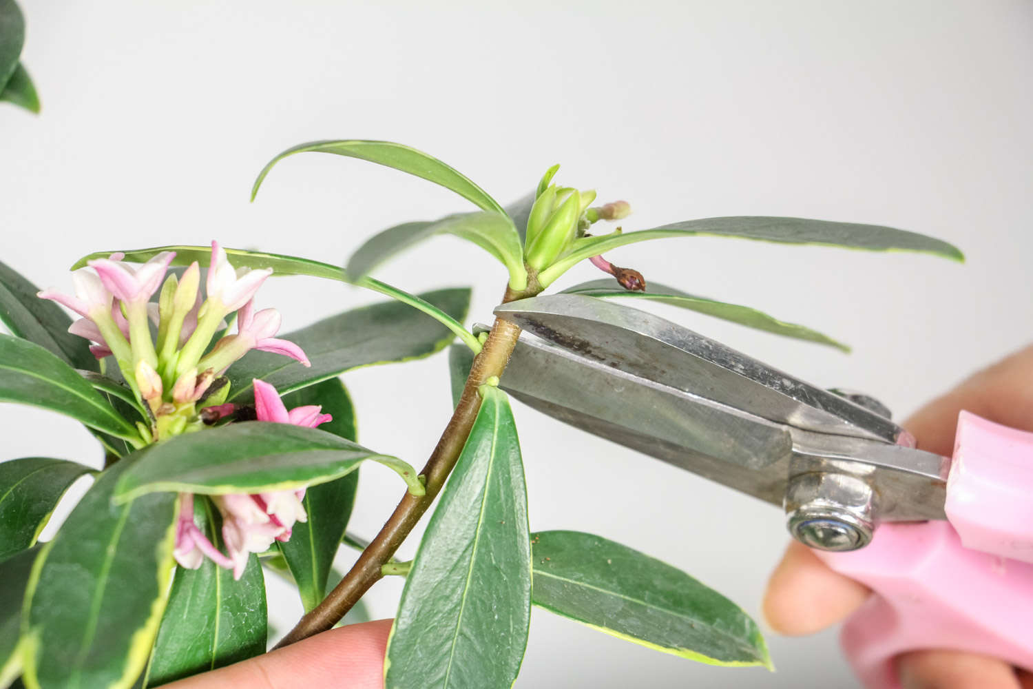 金边瑞香 金边瑞香