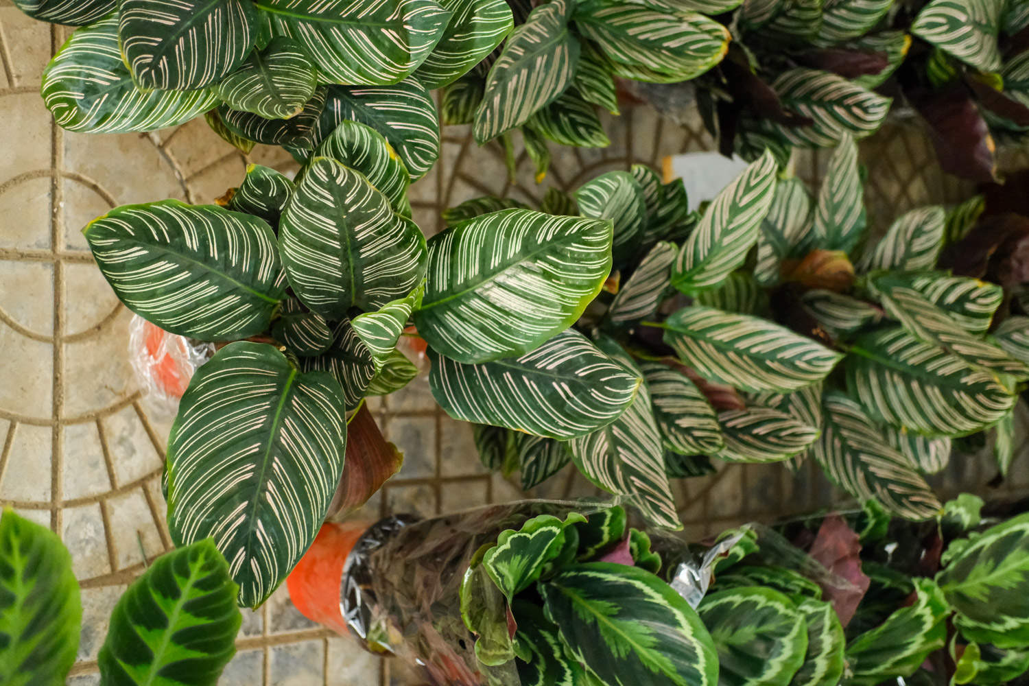 双线竹芋 双线竹芋