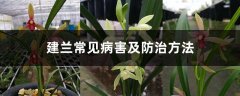 建兰常见病害及防治方法