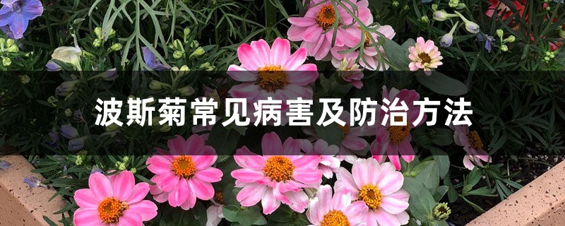 波斯菊常见病害及防治方法 波斯菊常见病害及防治方法