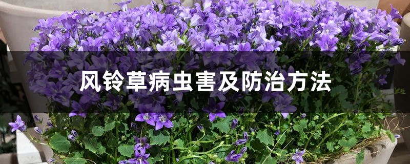 风铃草病虫害及防治方法