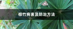 棕竹病害及防治方法