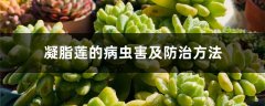 凝脂莲的病虫害及防治方法