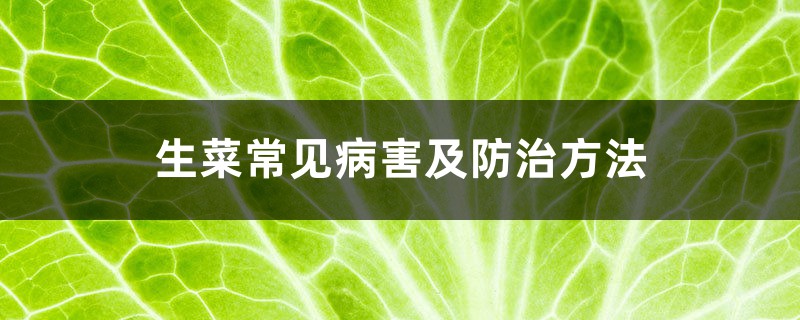 生菜常见病害及防治方法
