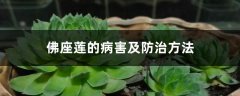 佛座莲的病害及防治方法