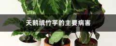 天鹅绒竹芋的主要病害