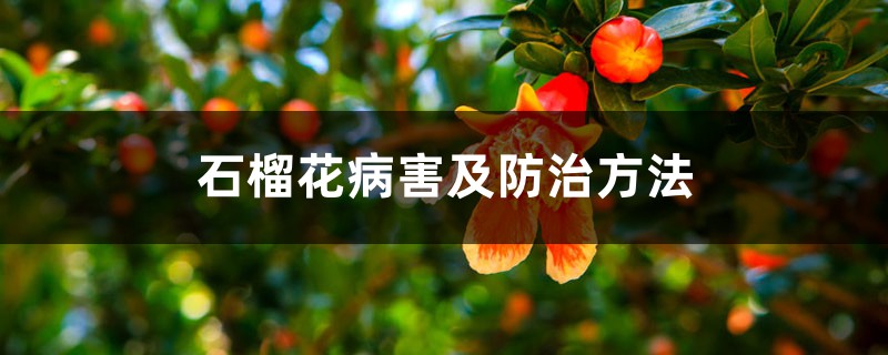 石榴花病害及防治方法