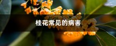 桂花常见的病害