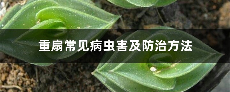 重扇常见病虫害及防治方法 重扇常见病虫害及防治方法
