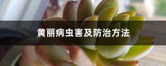 黄丽病虫害及防治方法