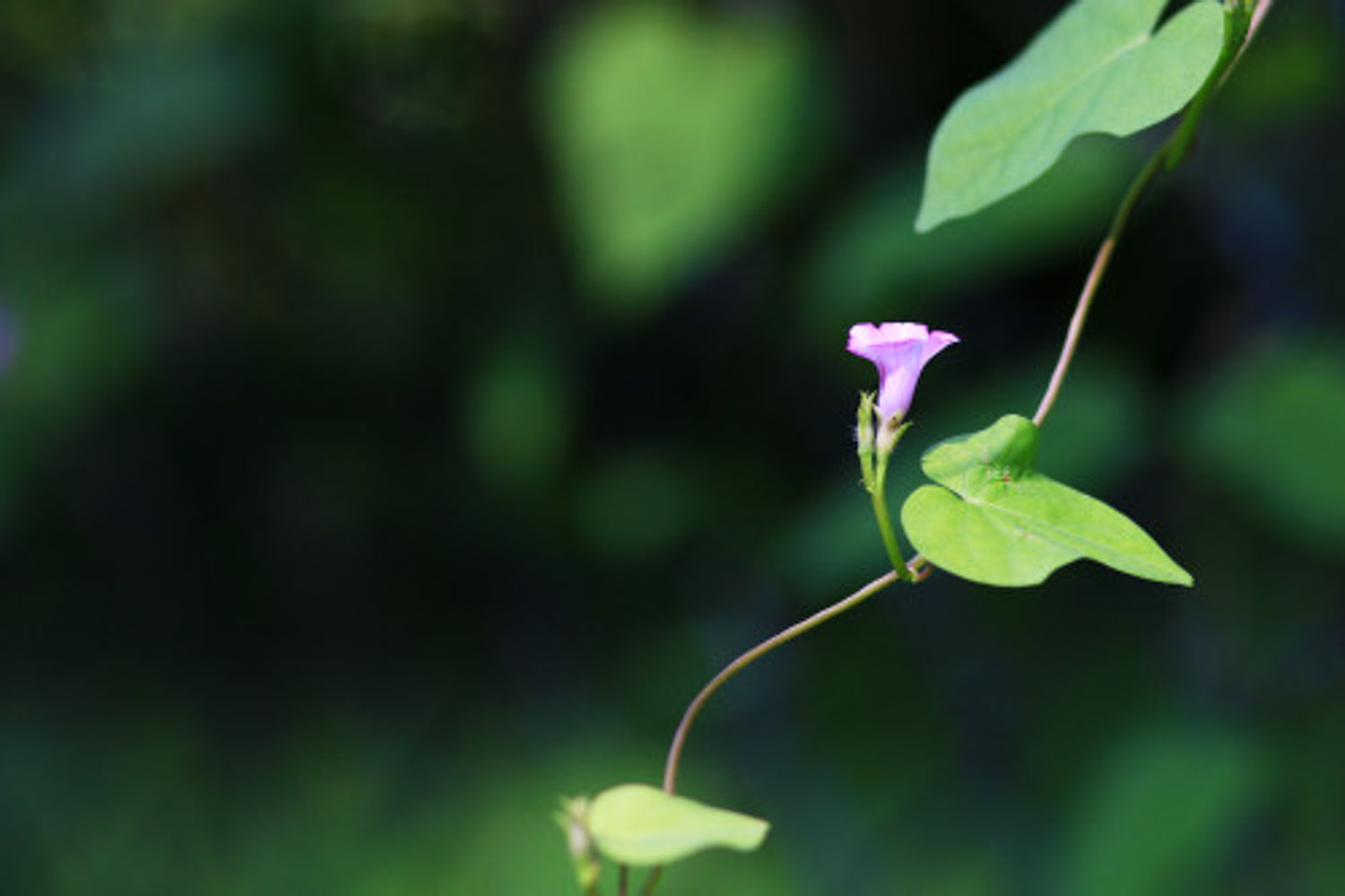 牵牛花