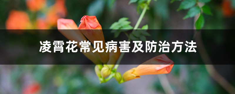 凌霄花常见病害及防治方法