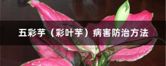 五彩芋（彩叶芋）病害防治方法