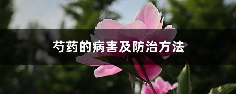 芍药的病害及防治方法