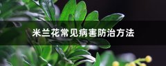 米兰花常见病害防治方法