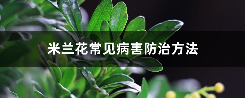 米兰花常见病害防治方法 米兰花常见病害防治方法