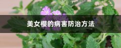 美女樱的病害防治方法