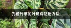 孔雀竹芋的叶斑病防治方法