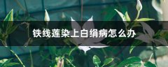 铁线莲染上白绢病怎么办