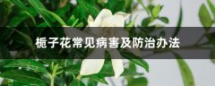 栀子花常见病害及防治办法