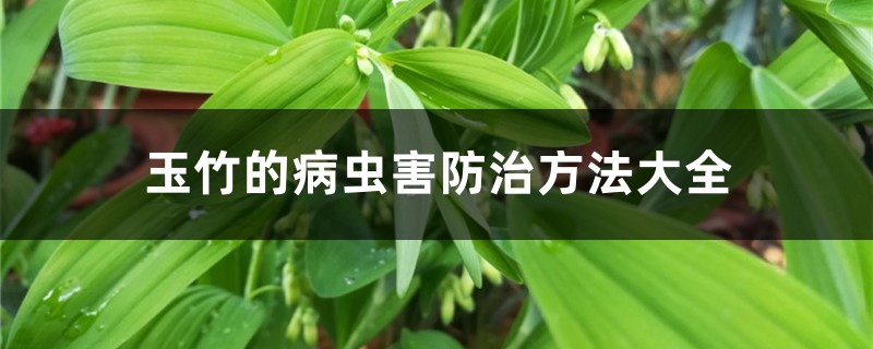 玉竹的病虫害防治方法大全