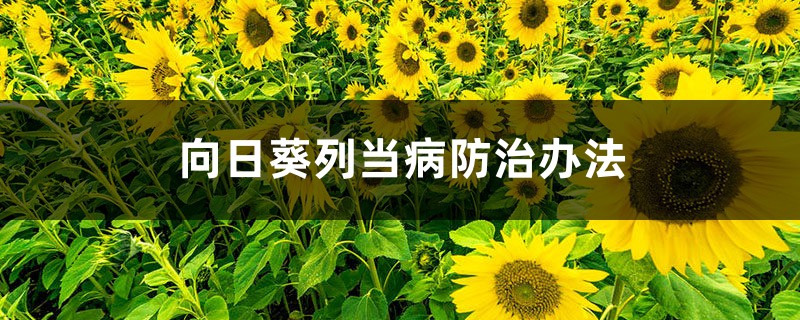 向日葵列当病防治办法