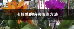 卡特兰的病害防治方法