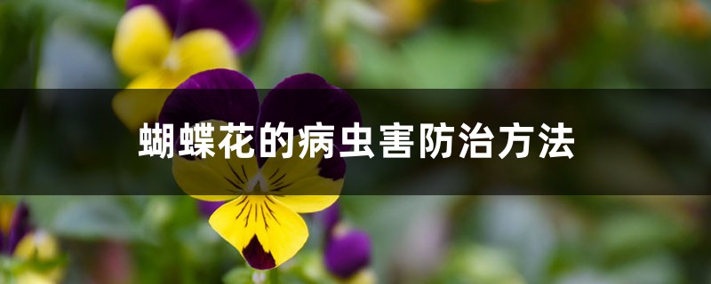 蝴蝶花的病虫害防治方法