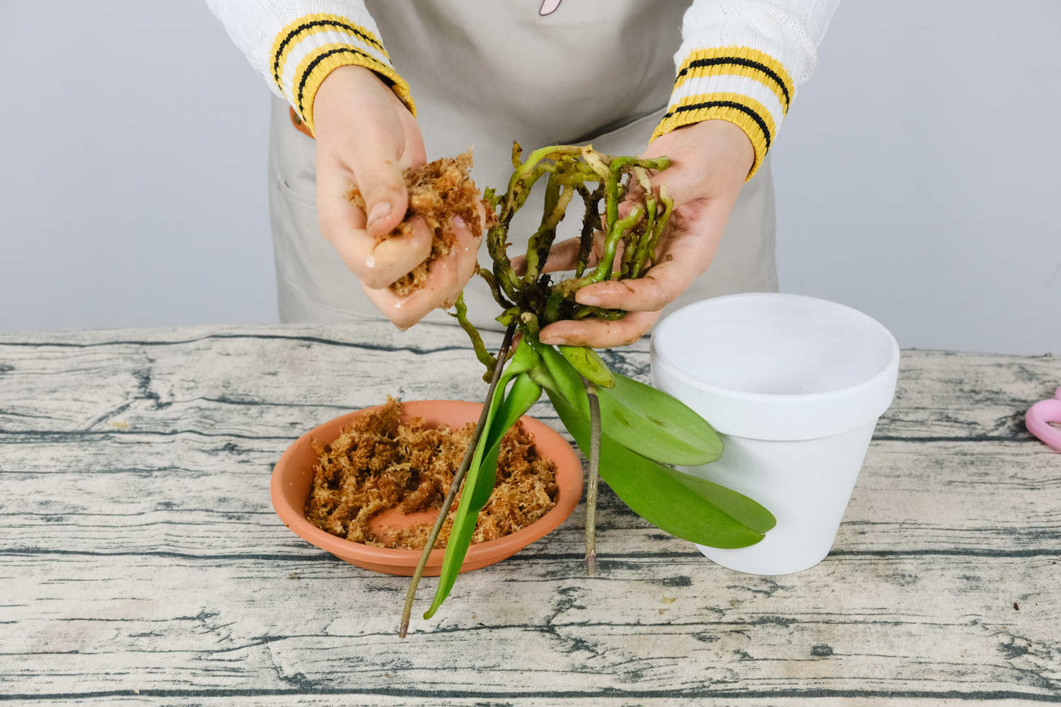 蝴蝶兰 蝴蝶兰