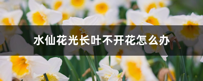 水仙花光长叶不开花怎么办，不开花是什么原因