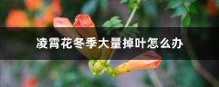 凌霄花冬季大量掉叶怎么办，冬季需要修剪吗