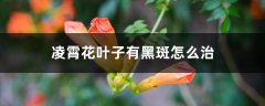 凌霄花叶子有黑斑怎么治，叶子一碰就掉